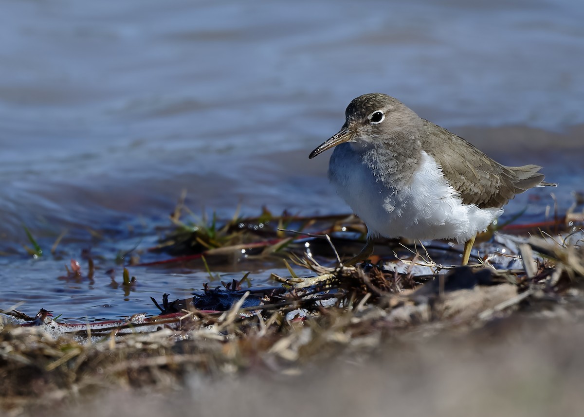 Spotted Sandpiper - ML613756682