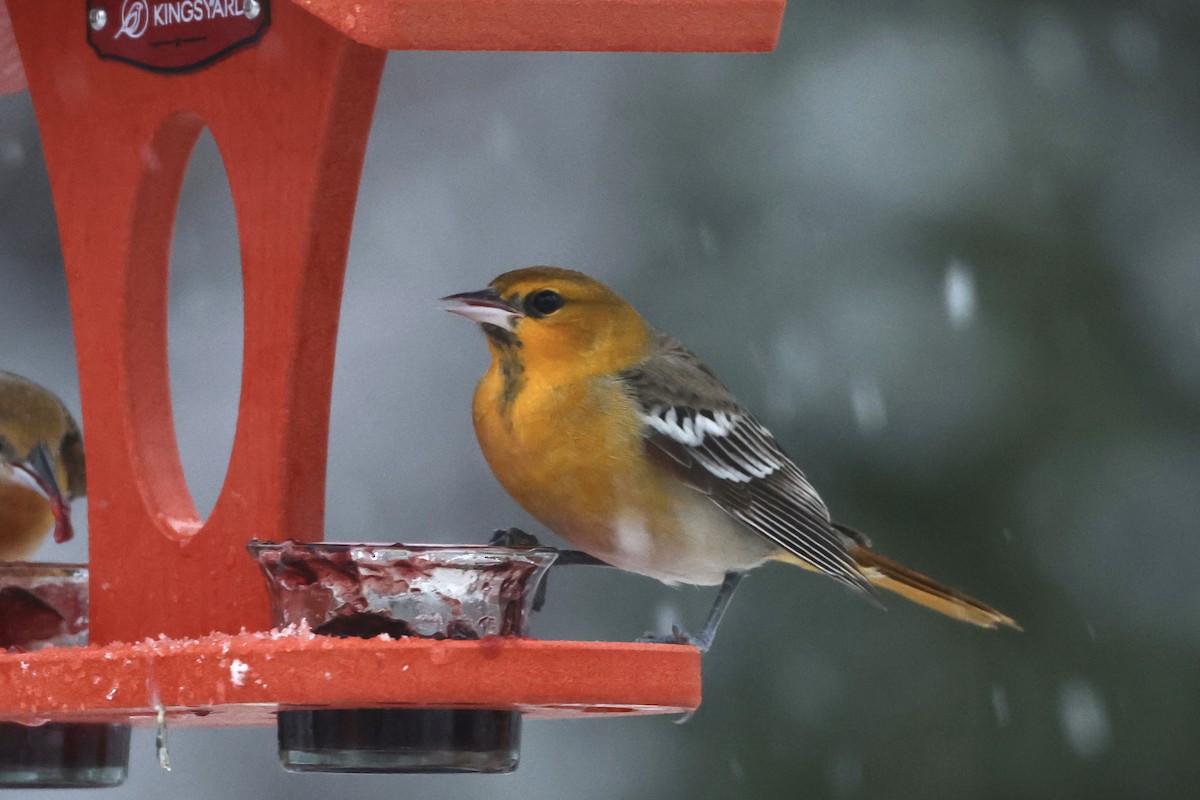 Bullock's Oriole - Michael Lanzone