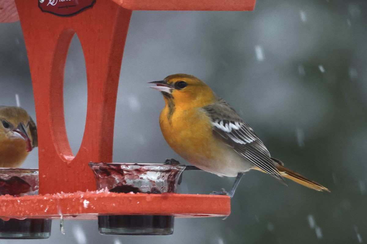 Bullock's Oriole - Michael Lanzone