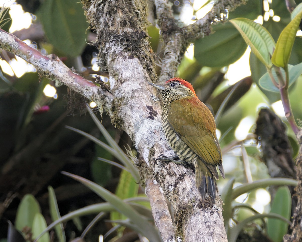 Bar-bellied Woodpecker - ML613756739