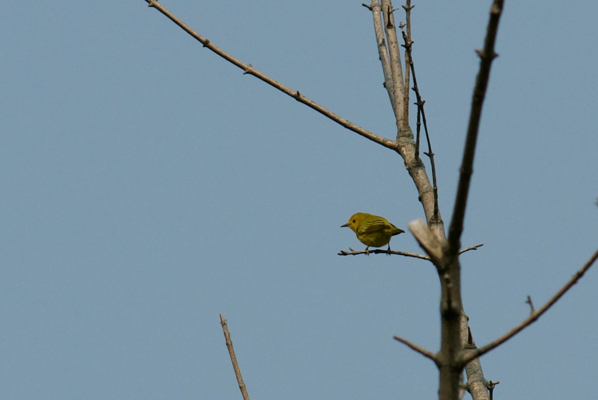 Yellow Warbler - Lauren Gray