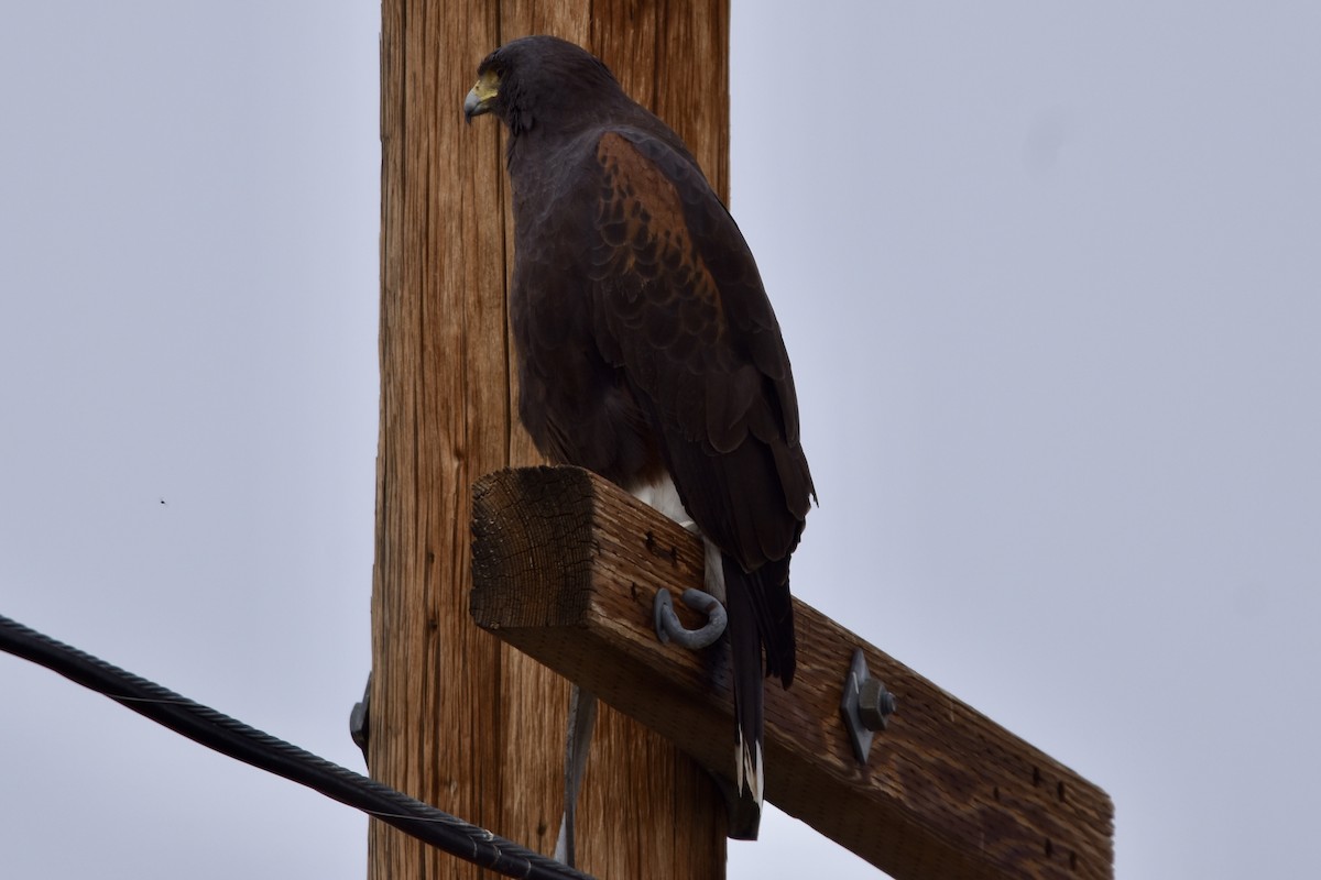 Harris's Hawk - ML613756786