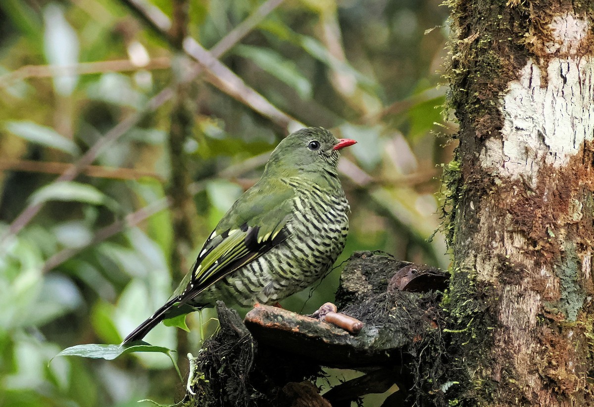 Barred Fruiteater - ML613756788