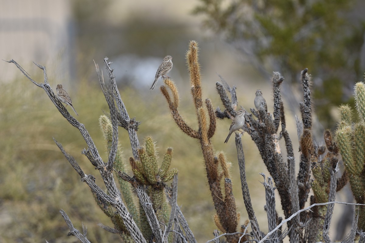 Brewer's Sparrow - ML613756795