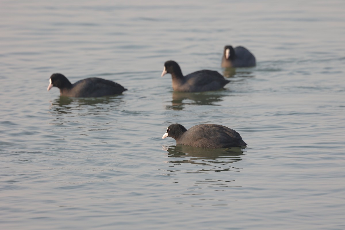 Eurasian Coot - ML613756818