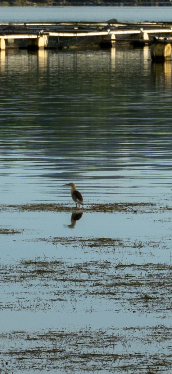 pond-heron sp. - ML613756857