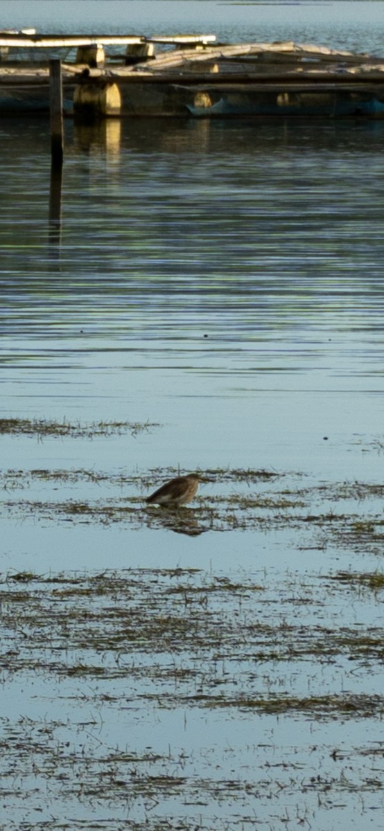 pond-heron sp. - ML613756858