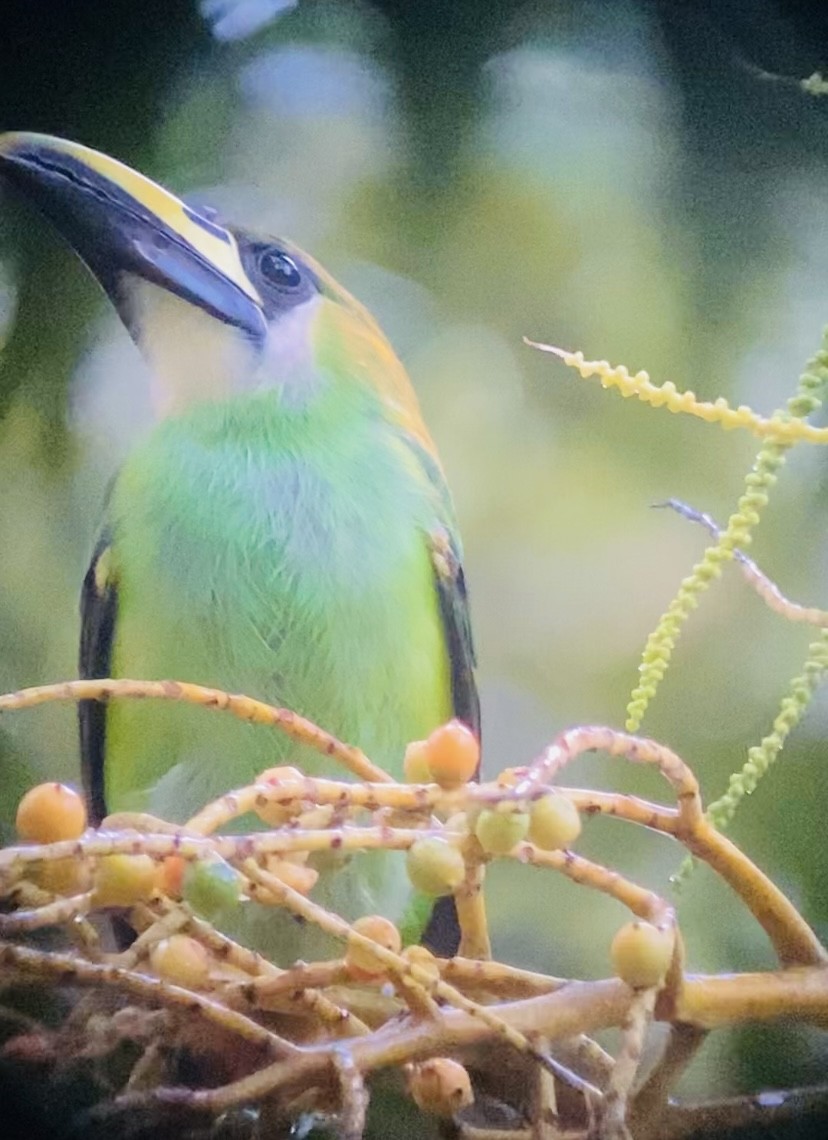 Northern Emerald-Toucanet - ML613756862