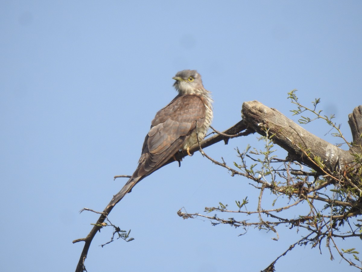 Common Hawk-Cuckoo - ML613756886