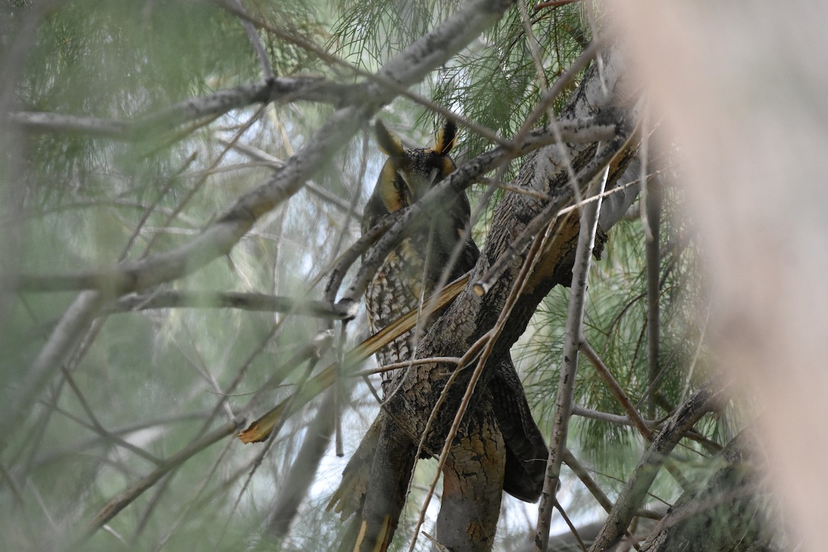 Long-eared Owl - Too Fly