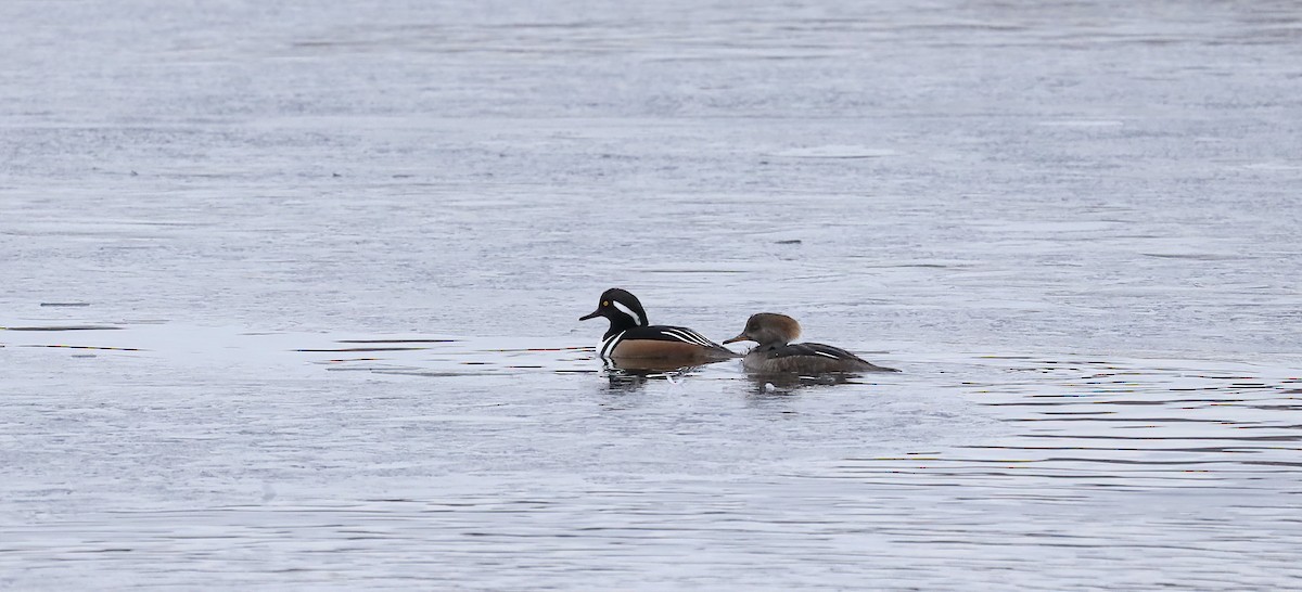 Hooded Merganser - ML613756940