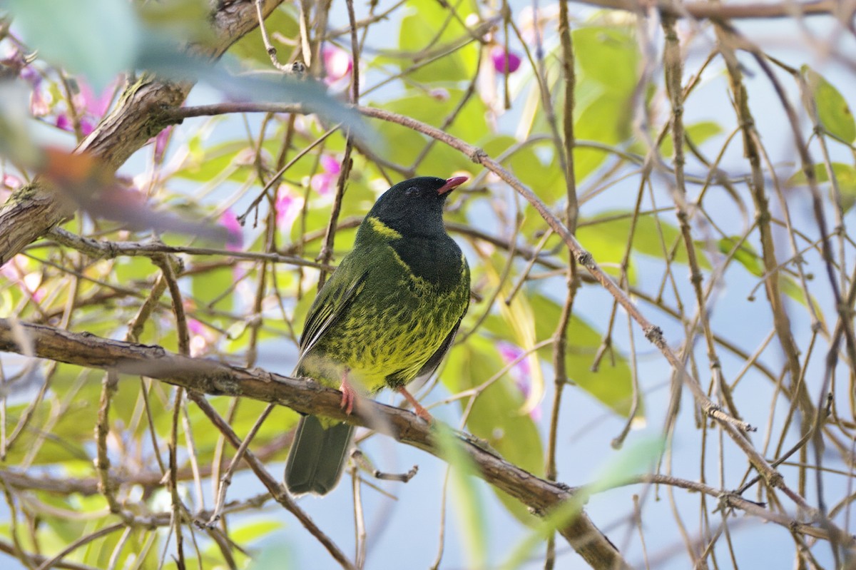 Green-and-black Fruiteater - ML613757021