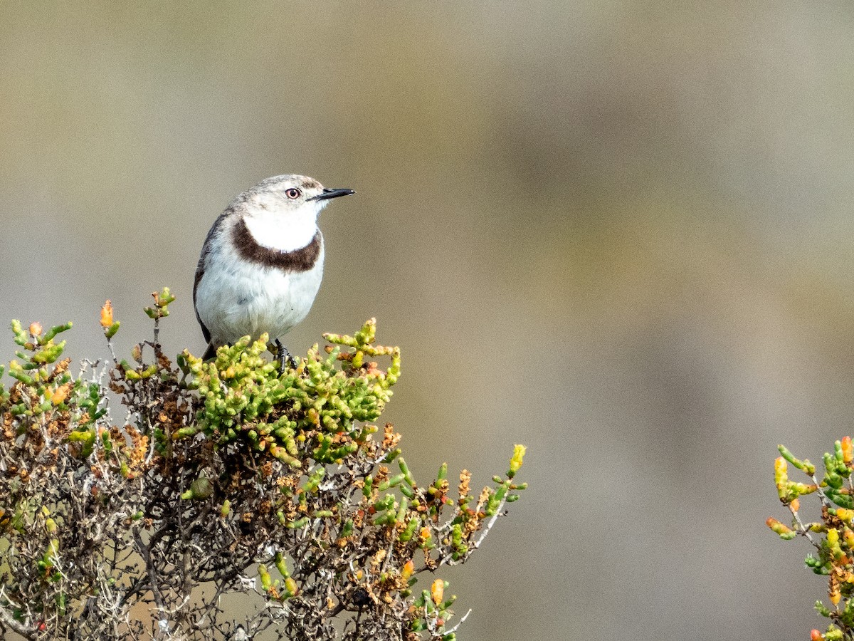 White-fronted Chat - ML613757050