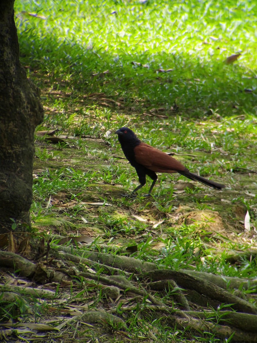 Greater Coucal - ML613757085