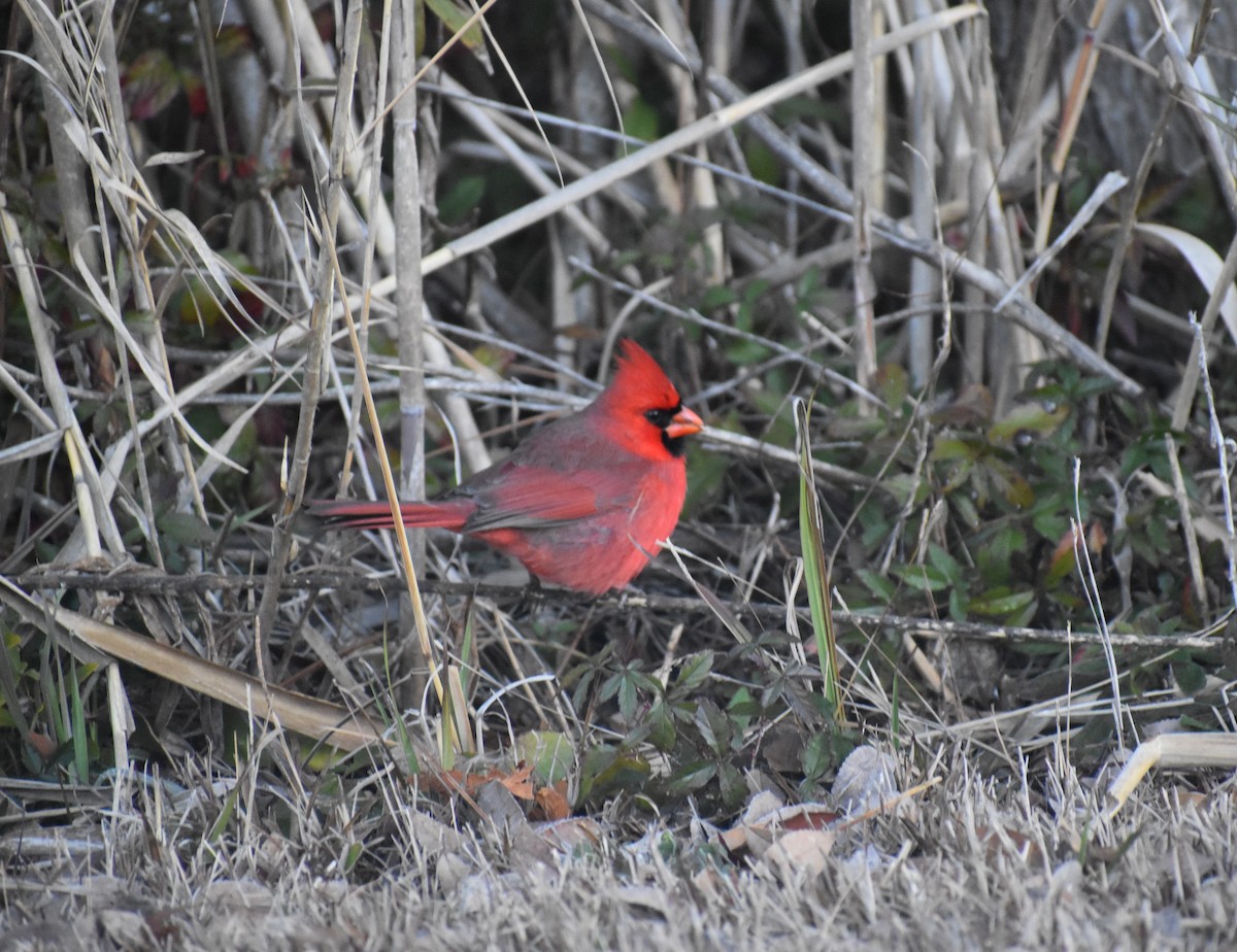 Cardinal rouge - ML613757172