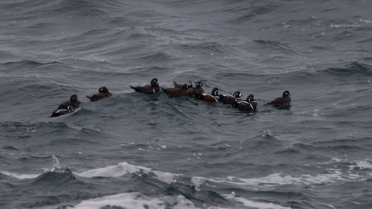 Harlequin Duck - ML613757186