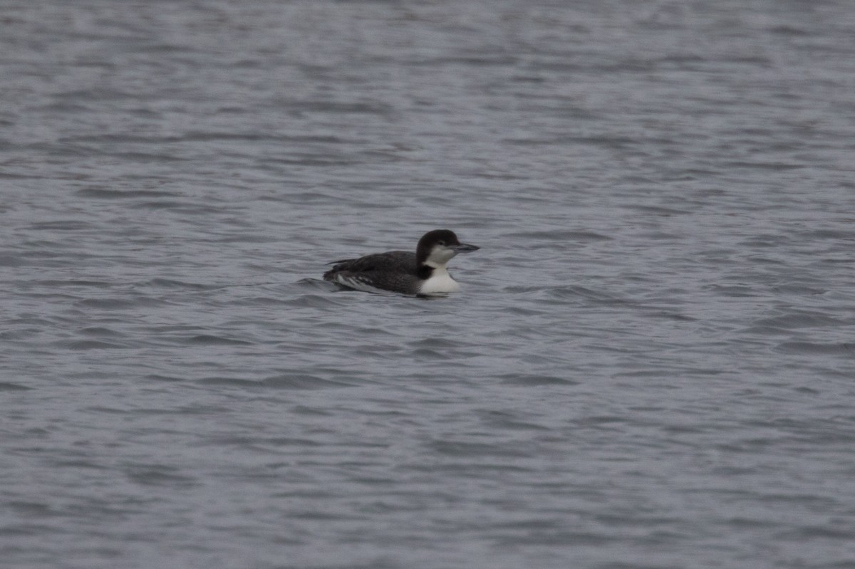 Common Loon - Detcheverry Joël