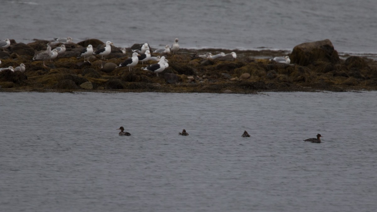 Red-breasted Merganser - Detcheverry Joël