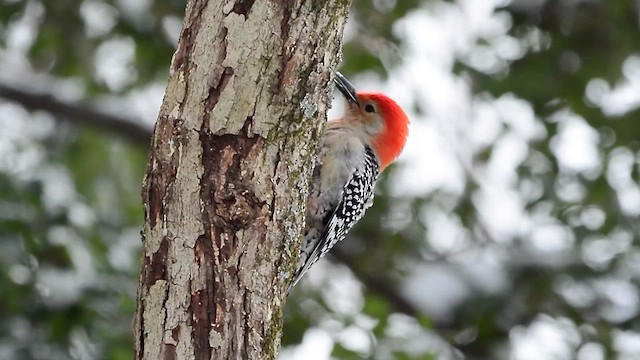 Red-bellied Woodpecker - ML613757219