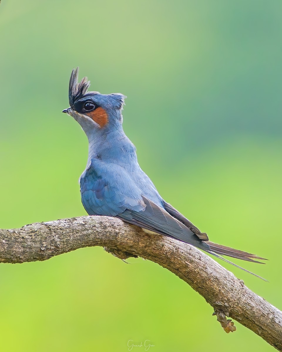 Crested Treeswift - Ganesh Gore