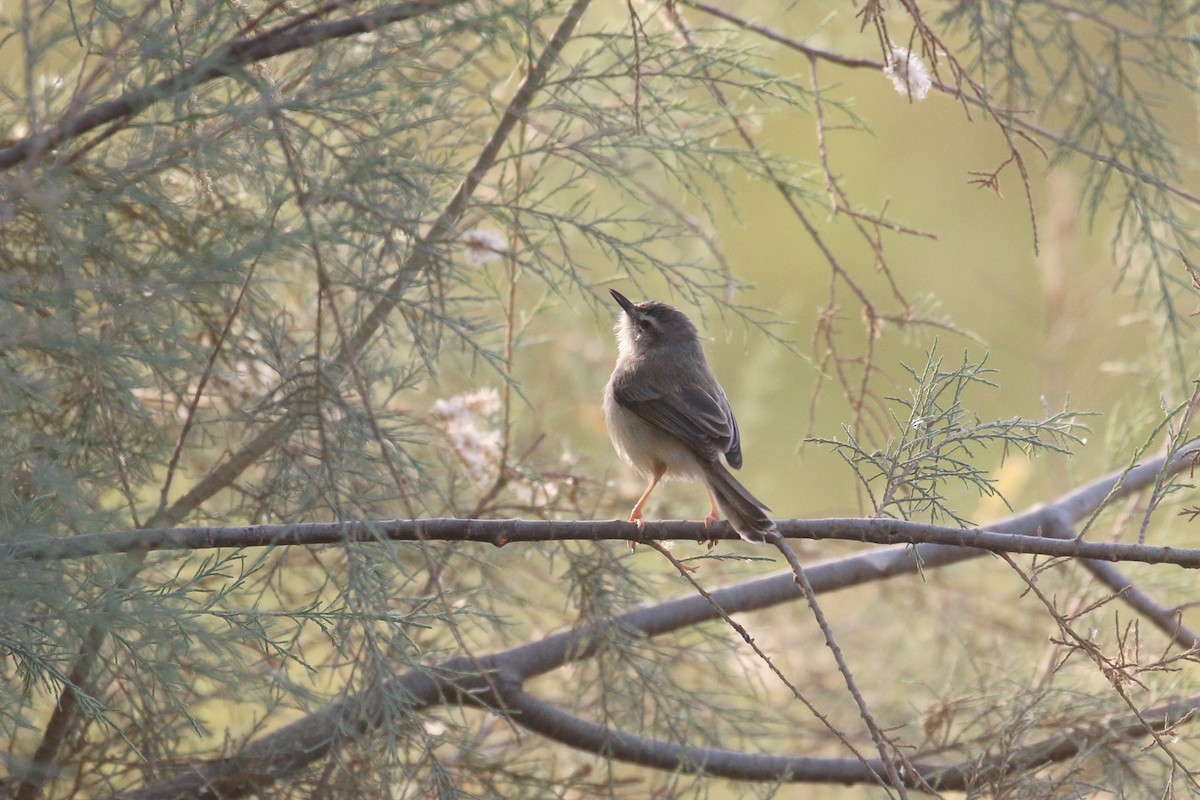 River Prinia - ML613757253