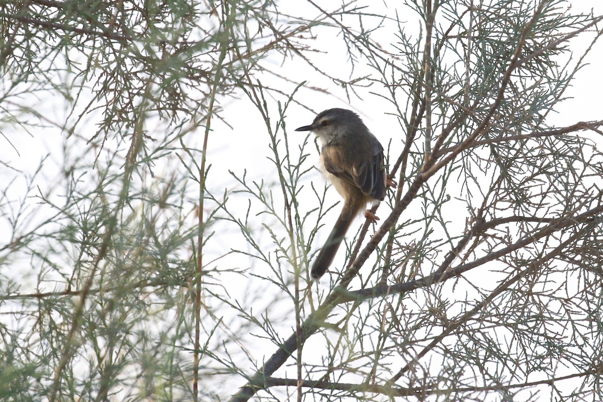 Prinia Fluvial - ML613757255