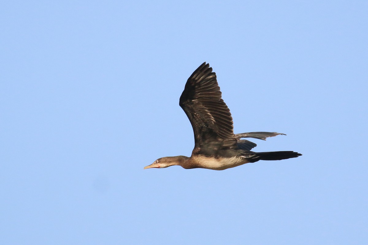 Cormorán Africano - ML613757258