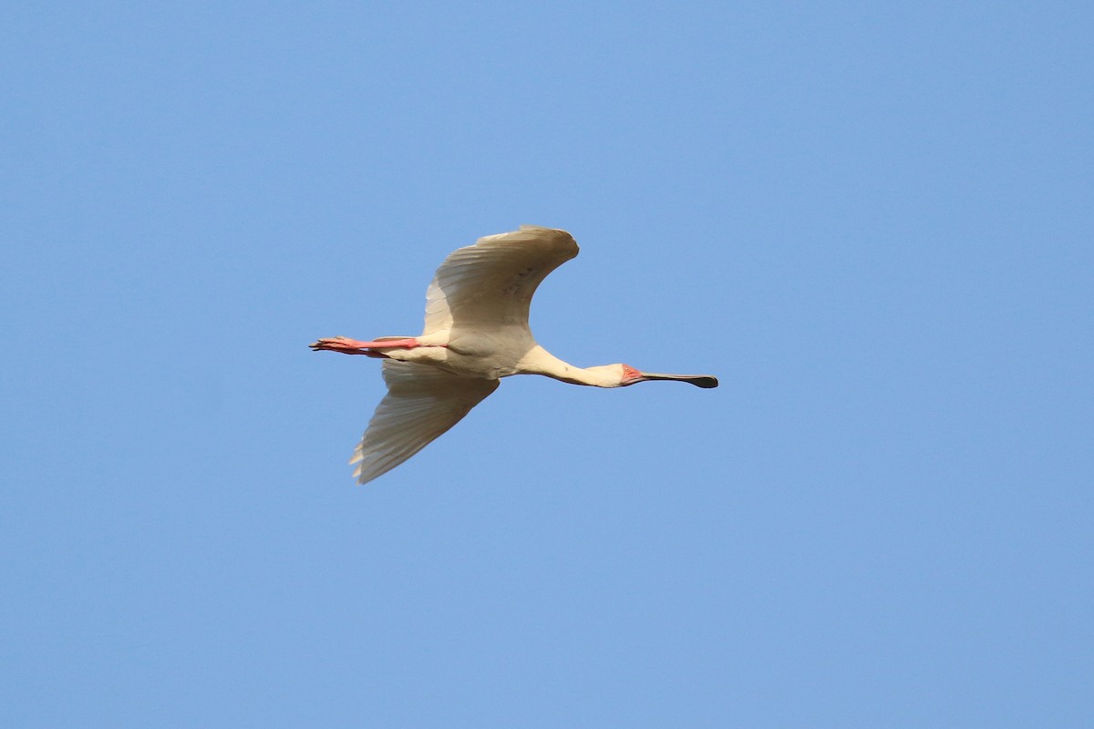 African Spoonbill - ML613757272