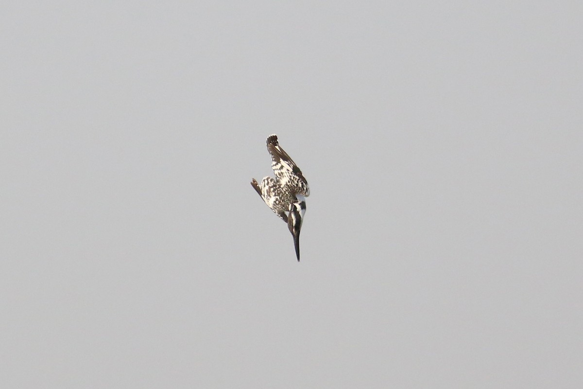 Pied Kingfisher - ML613757288