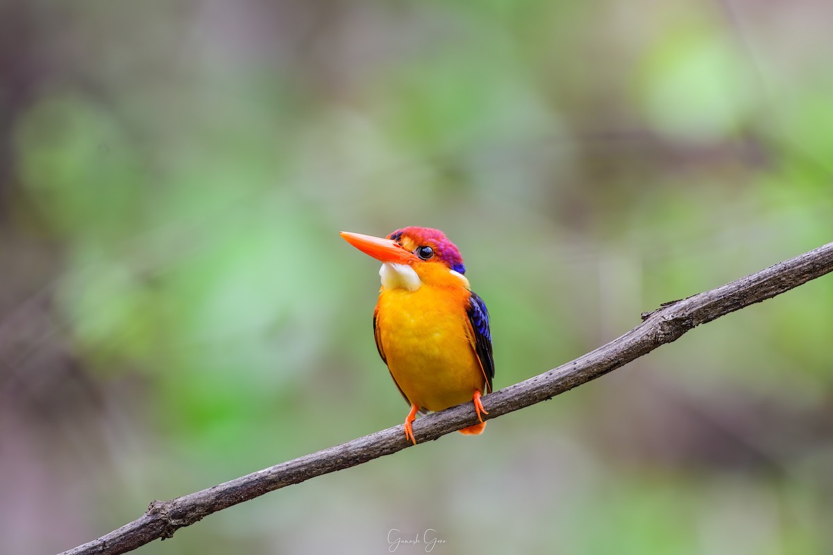 Black-backed Dwarf-Kingfisher - Ganesh Gore