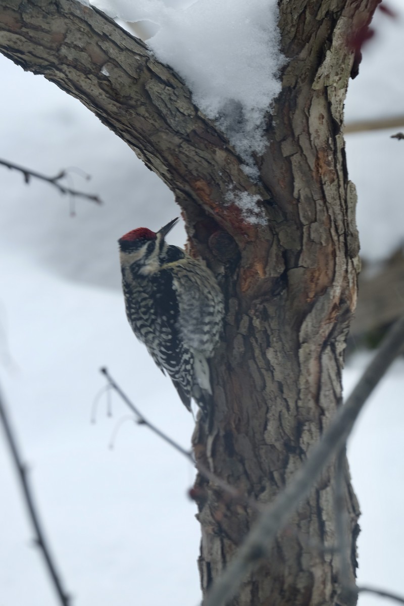 Yellow-bellied Sapsucker - ML613757378