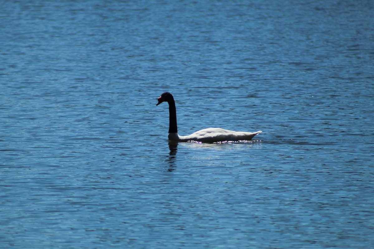 Black-necked Swan - ML613757450