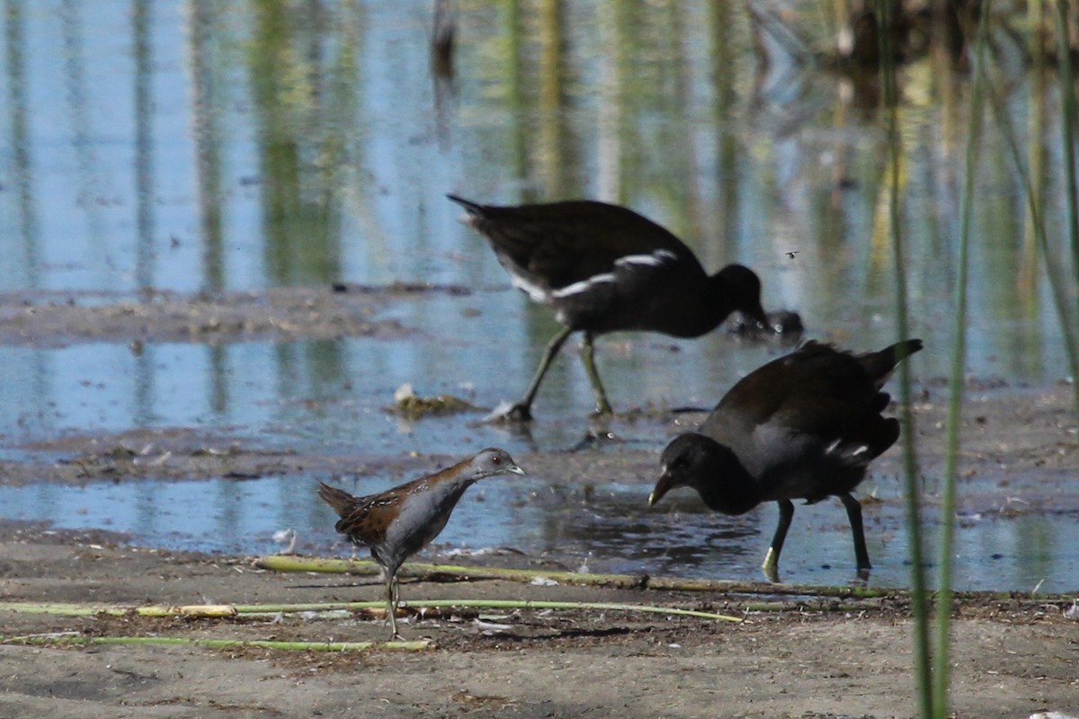 Baillon's Crake - ML613757468