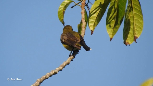 Palawan Sunbird - ML613757472