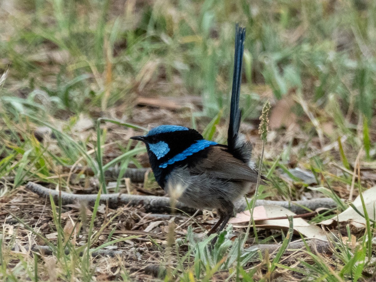 Superb Fairywren - ML613757597