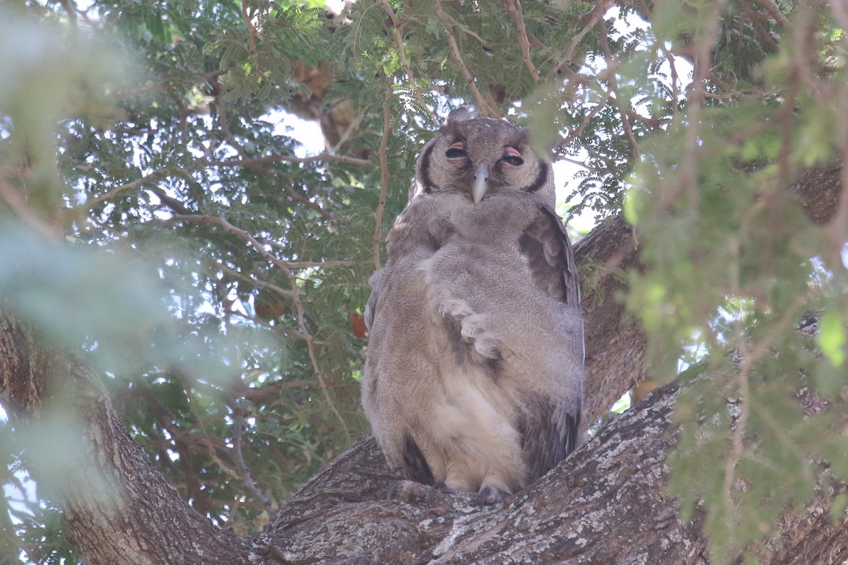 Verreaux's Eagle-Owl - ML613757640