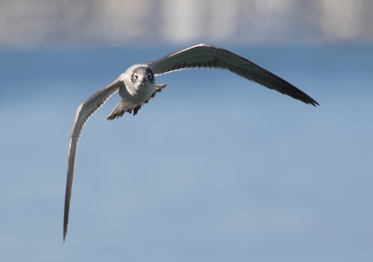 Franklin's Gull - José A. Campos