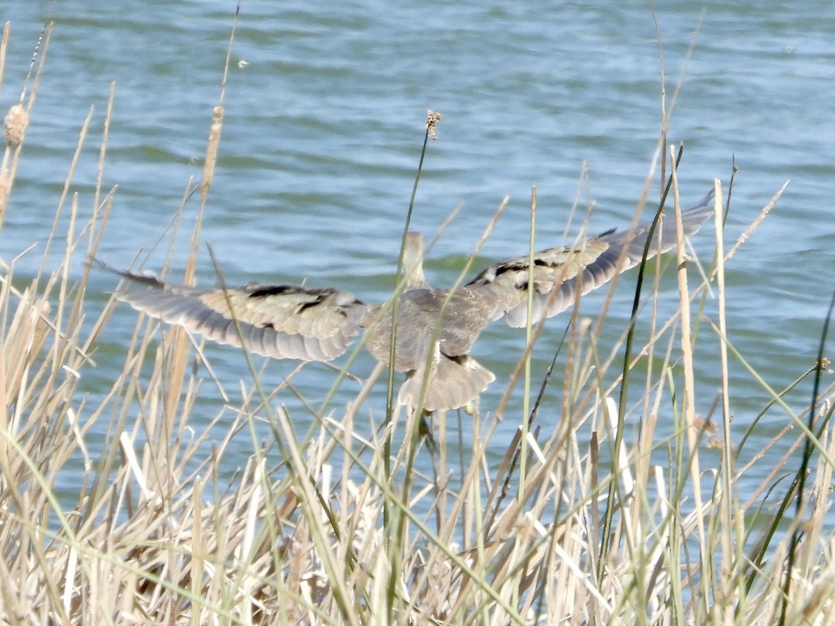 American Bittern - ML613757717