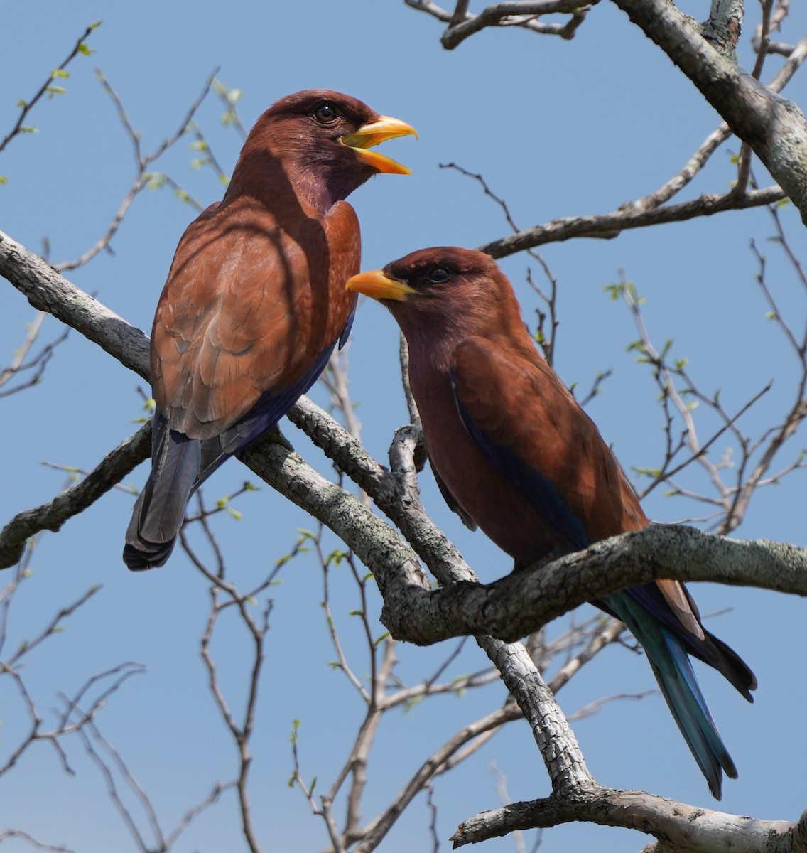 Broad-billed Roller - ML613757847