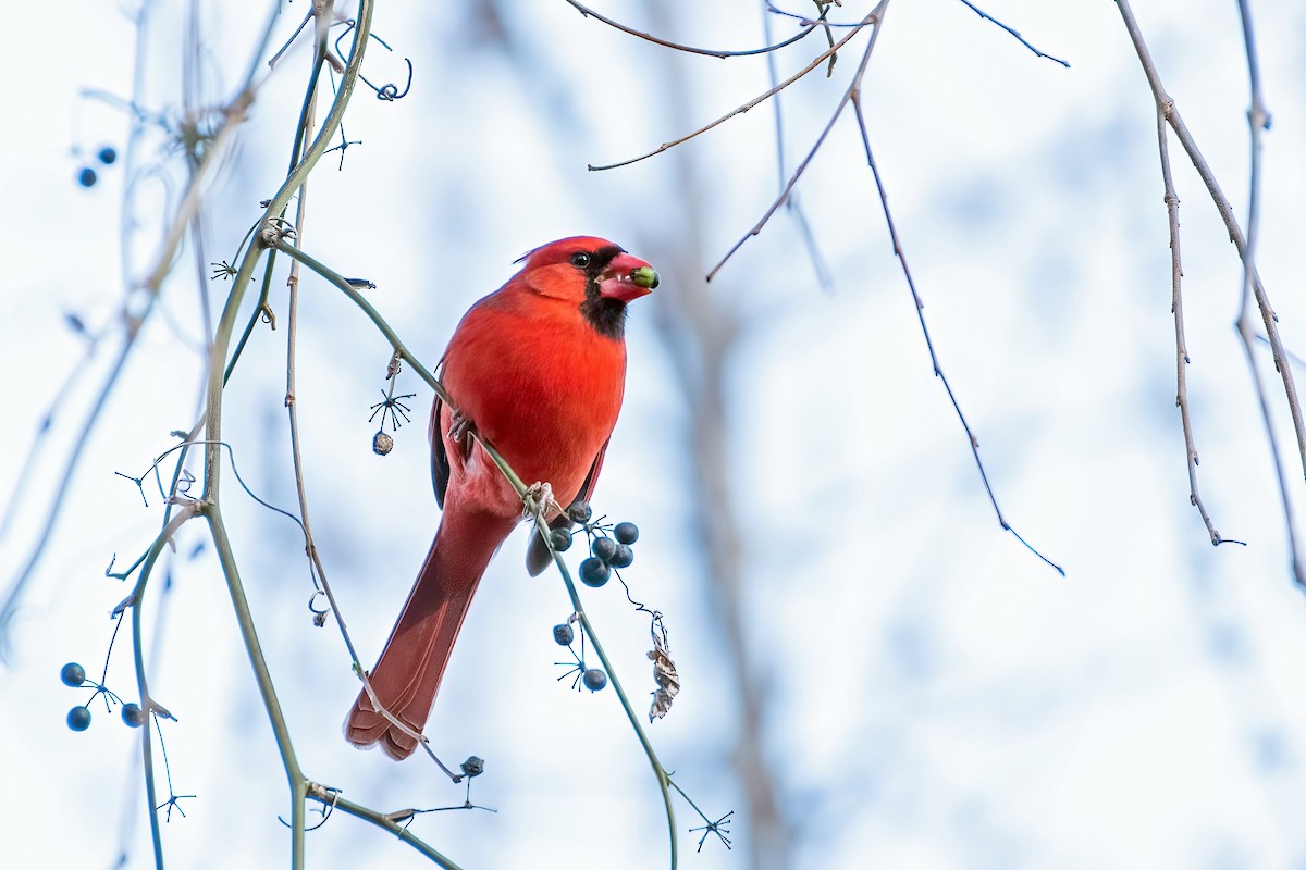 Northern Cardinal - Jim Easton