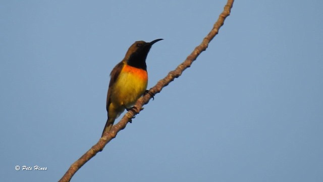 Palawan Sunbird - ML613757968