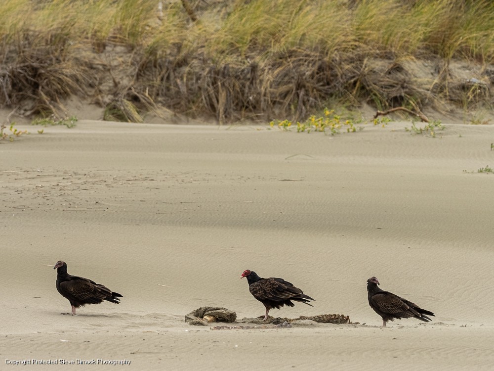 Turkey Vulture - ML613758006