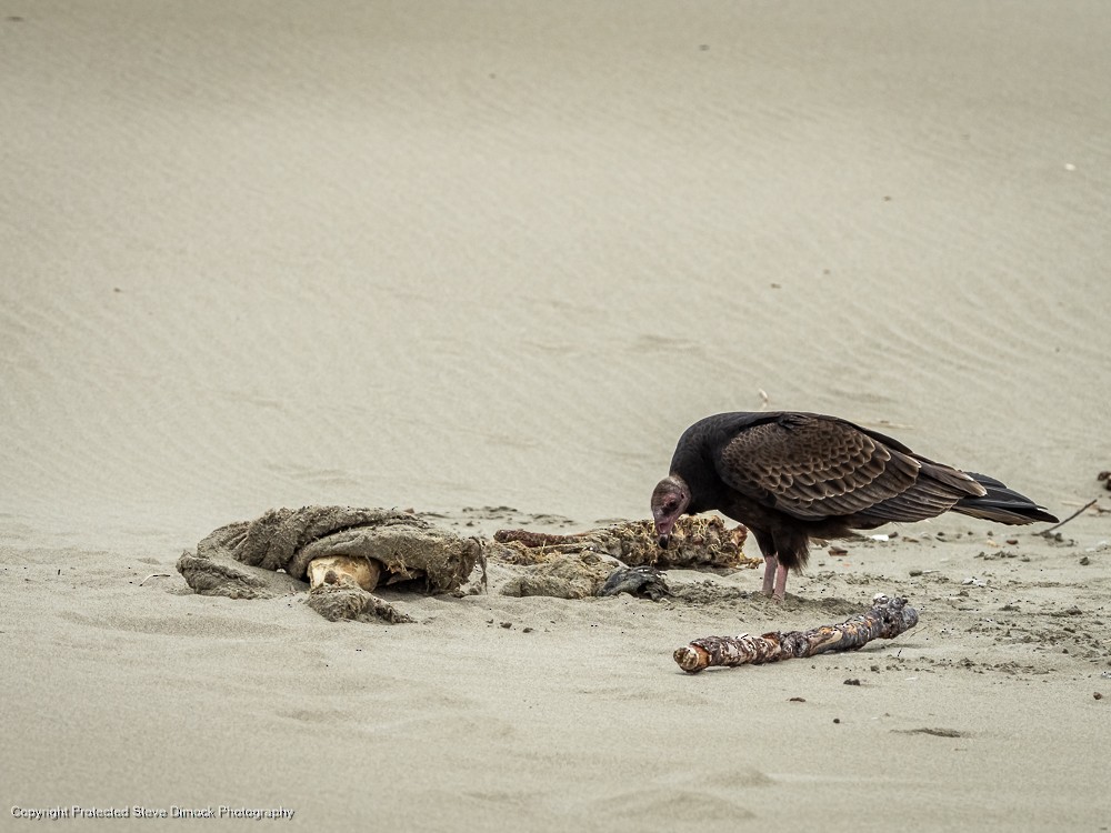 Turkey Vulture - ML613758007