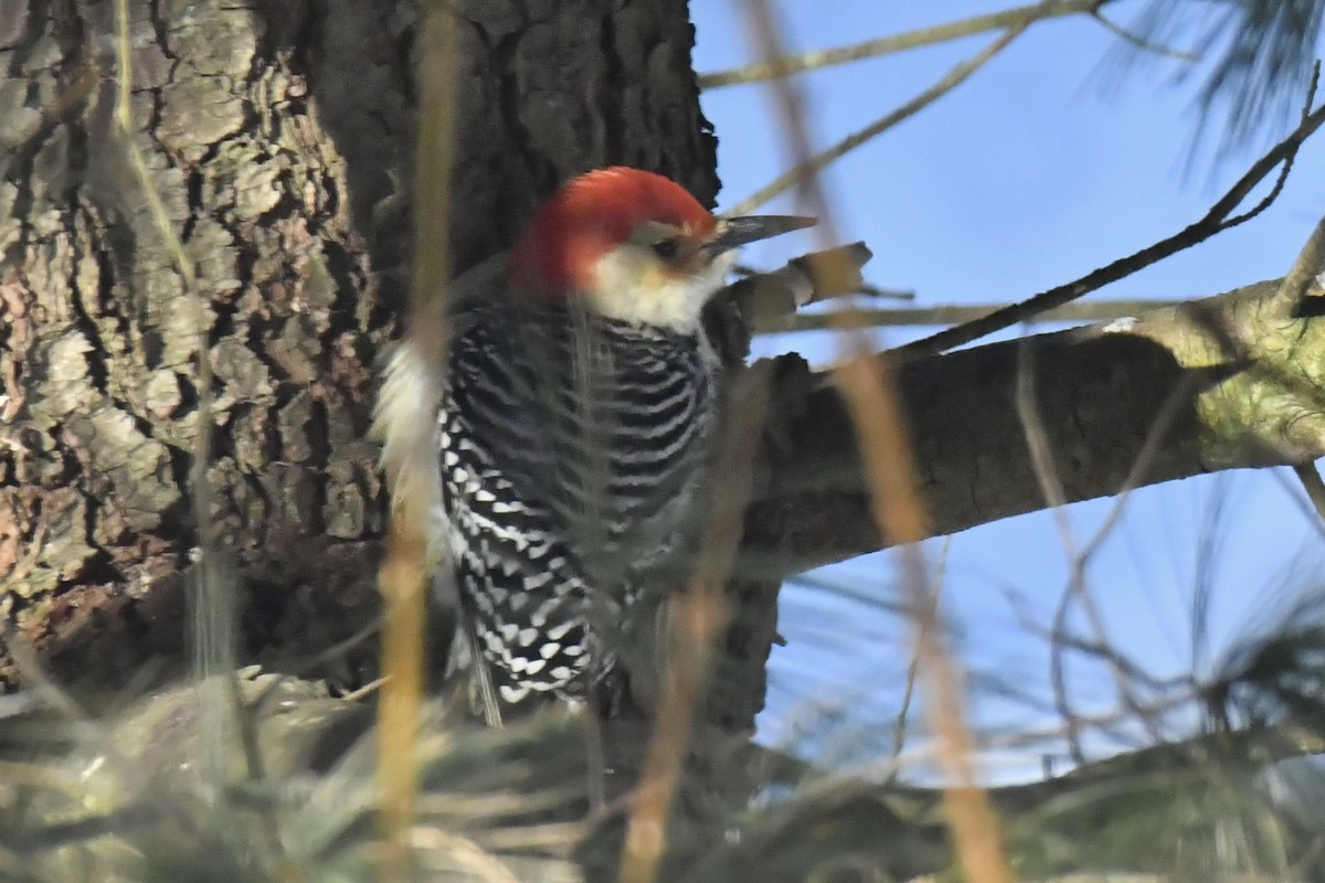 Red-bellied Woodpecker - ML613758017