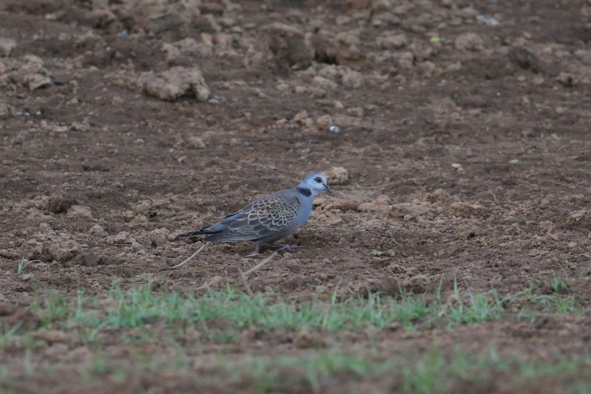 Adamawa Turtle-Dove - Oscar Campbell