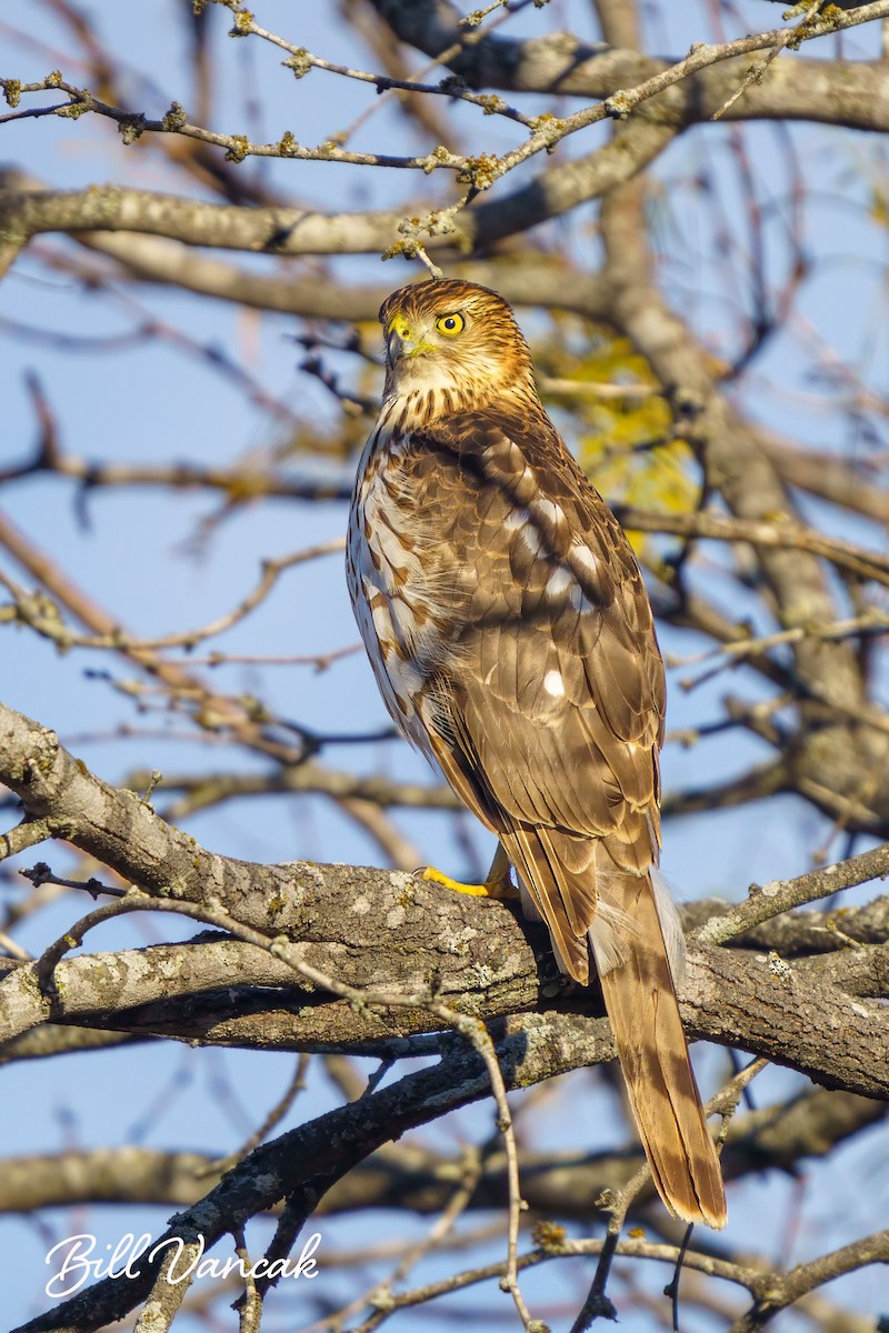 Cooper's Hawk - ML613758037