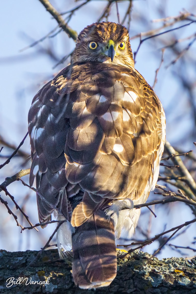 Cooper's Hawk - ML613758038