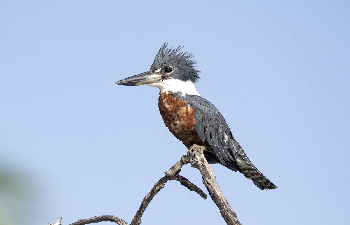 クビワヤマセミ（torquata／stictipennis） - ML613758054