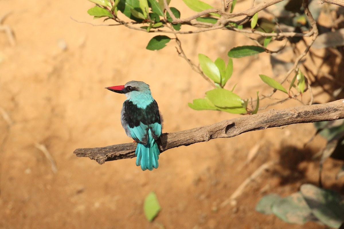 Blue-breasted Kingfisher - ML613758090