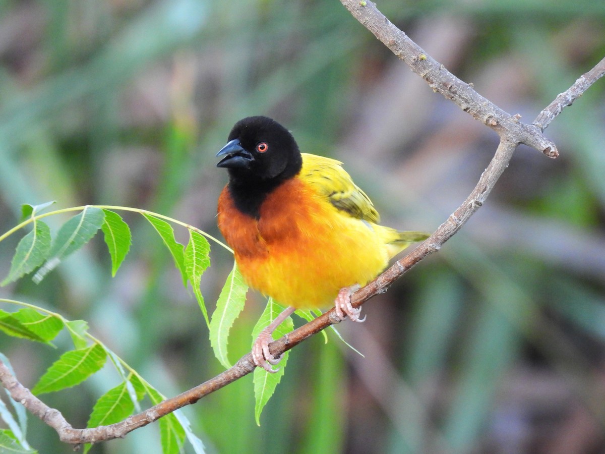 Golden-backed Weaver - ML613758137